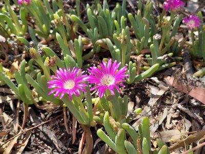 Disphyma crassifolium, photographed by Nina Kerr