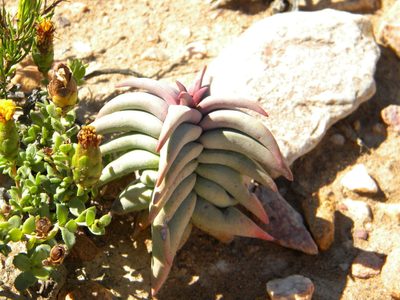 Crassula congesta, photographed by Tim Kirsten