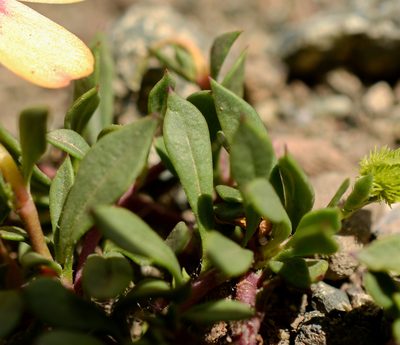 Montiopsis andicola, photographed by Nicolás Villaseca Merino