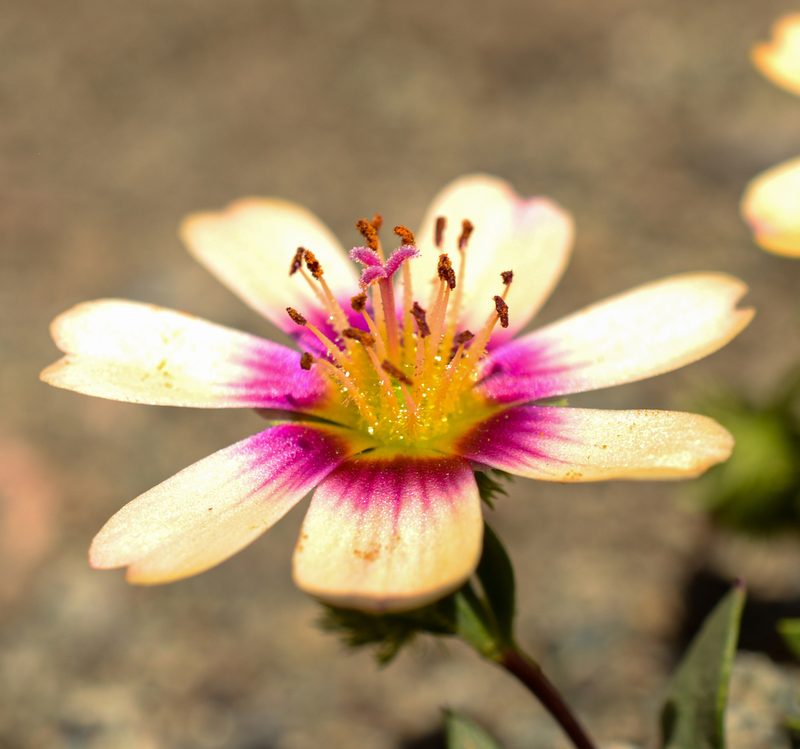 Montiopsis andicola, photographed by Nicolás Villaseca Merino