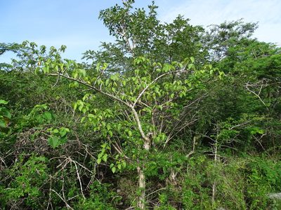 Jatropha gaumeri, photographed by Alexis López Hernández