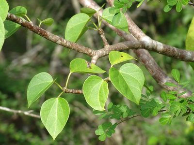Jatropha gaumeri, photographed by Alexis López Hernández