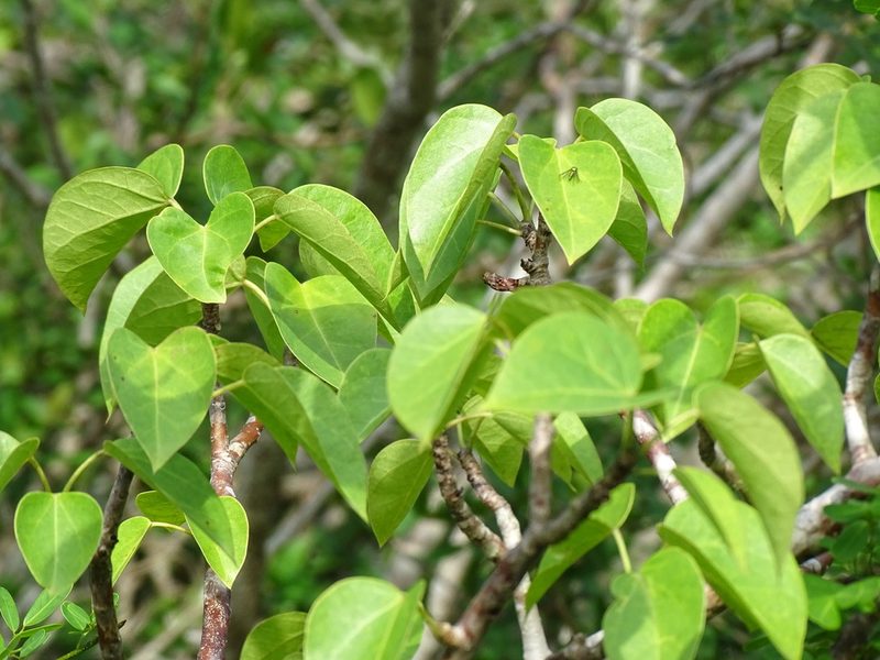 Jatropha gaumeri, photographed by Alexis López Hernández