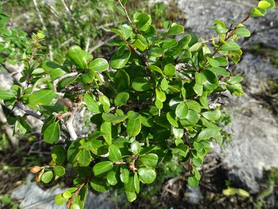 Erythroxylum rotundifolium, photographed by Alexis López Hernández
