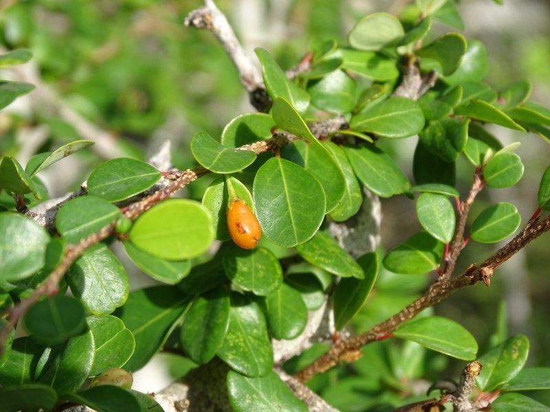 Erythroxylum rotundifolium, photographed by Alexis López Hernández