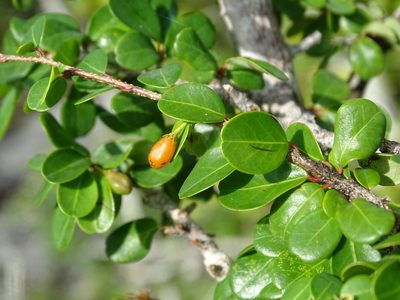 Erythroxylum rotundifolium, photographed by Alexis López Hernández