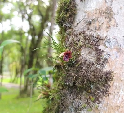 Maxillaria paranaensis, photographed by Johann Macedo
