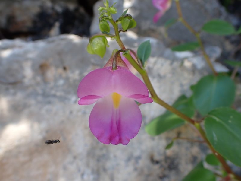Impatiens putii, photographed by luluchouette