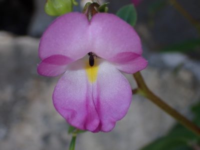 Impatiens putii, photographed by luluchouette