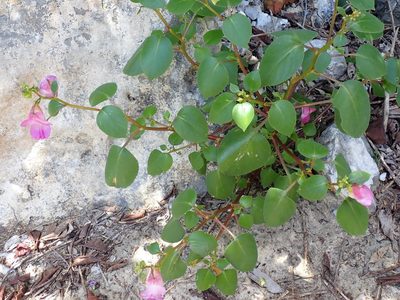 Impatiens putii, photographed by luluchouette
