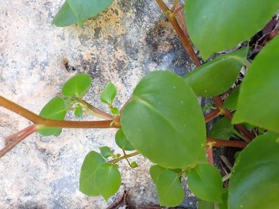 Impatiens putii, photographed by luluchouette