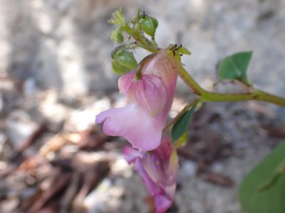 Impatiens putii, photographed by luluchouette