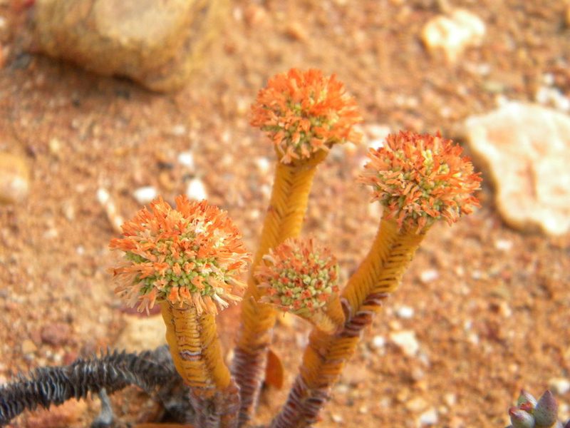 Crassula pyramidalis, photographed by Tim Kirsten