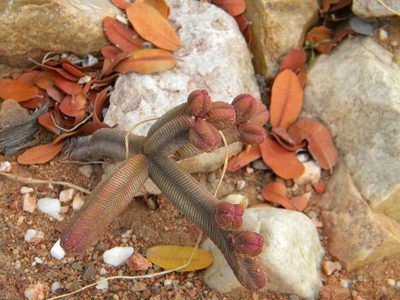 Crassula pyramidalis, photographed by Tim Kirsten