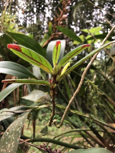 Columnea orientandina, photographed by Skjold Søndergaard
