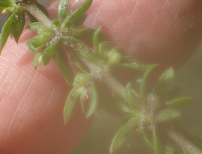 Anthospermum prostratum, photographed by Nicola van Berkel