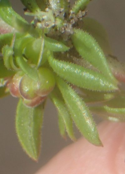 Anthospermum prostratum, photographed by Nicola van Berkel