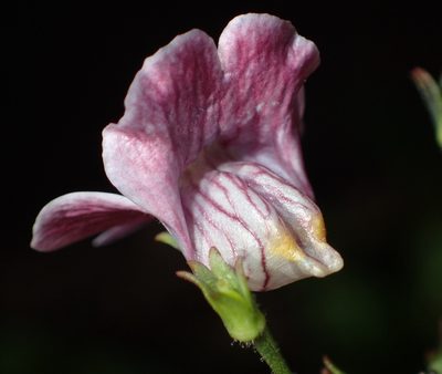 Nemesia leipoldtii, photographed by Nicola van Berkel