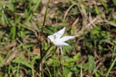 Zephyranthes chlorosolen, photographed by Andy Jordan