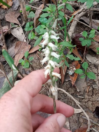 Spiranthes odorata, photographed by Abby Darrah