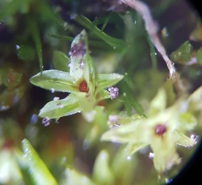 Leptodontium flexifolium, photographed by Helen Waterman