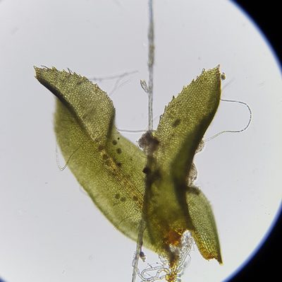 Leptodontium flexifolium, photographed by Helen Waterman