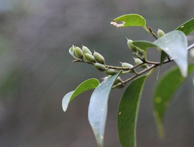 Pentaphylax euryoides, photographed by Agnes Trekker