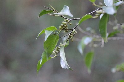 Pentaphylax euryoides, photographed by Agnes Trekker