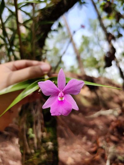 Dimerandra emarginata, photographed by Guillermo Guillen