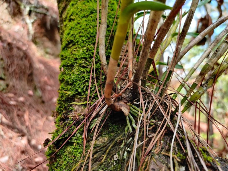 Dimerandra emarginata, photographed by Guillermo Guillen