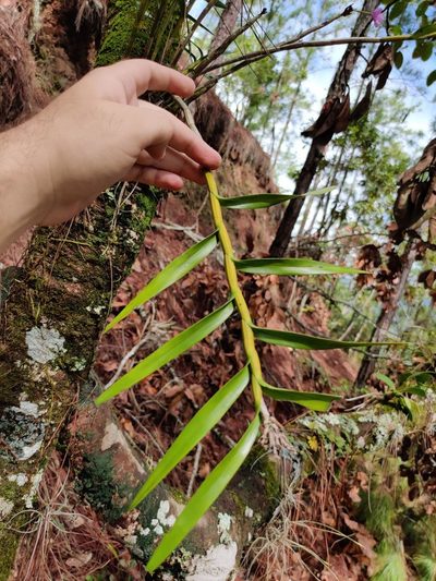 Dimerandra emarginata, photographed by Guillermo Guillen