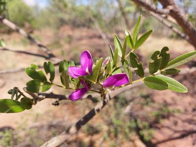 Mundulea sericea, photographed by Manuel R Popp
