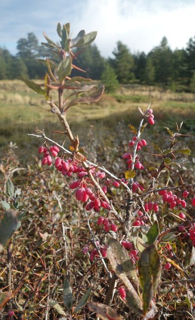 Berberis aetnensis, photographed by Jan Vršovský