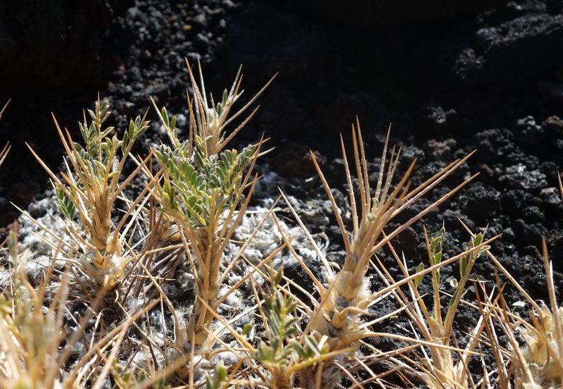 Astragalus siculus, photographed by Jan Vršovský