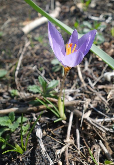 Crocus longiflorus, photographed by Jan Vršovský