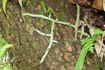 Goniophlebium formosanum, photographed by chiuluan
