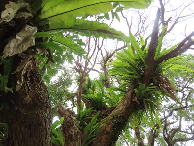 Asplenium setoi, photographed by chiuluan