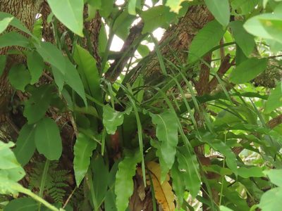 Cymbidium dayanum, photographed by chiuluan