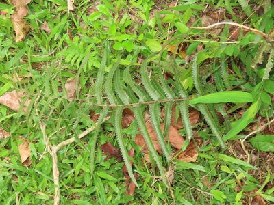 Christella acuminata, photographed by chiuluan