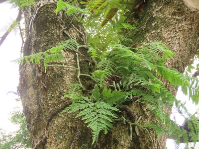 Goniophlebium formosanum, photographed by chiuluan