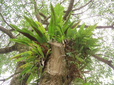 Asplenium setoi, photographed by chiuluan