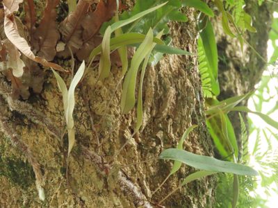 Pyrrosia lingua, photographed by chiuluan