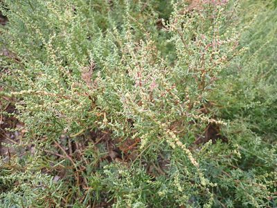 Suaeda maritima, photographed by luluchouette