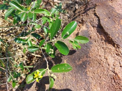 Grewia rogersii, photographed by Manuel R Popp