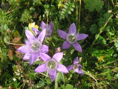 Gentianella austriaca, photographed by Michael Andresek