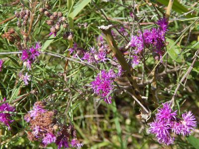 Lessingianthus rubricaulis, photographed by Gabriel Laufer