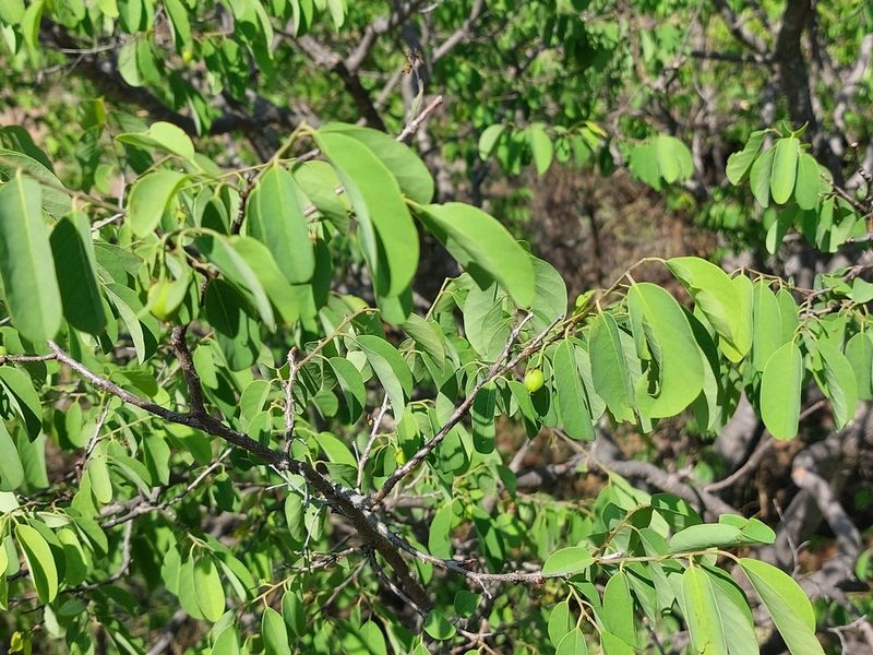 Pseudolachnostylis maprouneifolia, photographed by Manuel R Popp