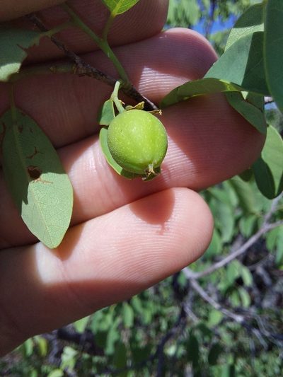 Pseudolachnostylis maprouneifolia, photographed by Manuel R Popp