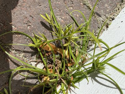 Cyperus compressus, photographed by Zihao Wang
