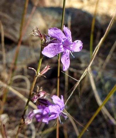 Ipomopsis macombii, photographed by Andrew Tree